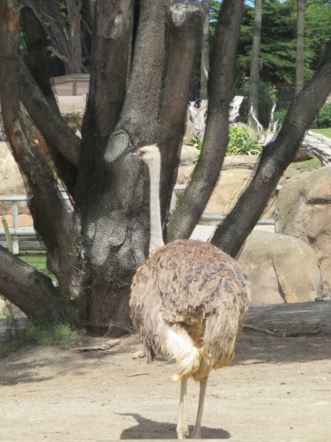 San Fransisco Zoo (29).JPG